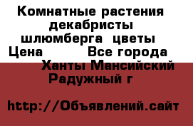 Комнатные растения, декабристы (шлюмберга) цветы › Цена ­ 300 - Все города  »    . Ханты-Мансийский,Радужный г.